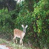 C Ginny surprizes a deer.JPG (233148 bytes)