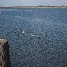 Eb Estuary pelicans.JPG (202067 bytes)