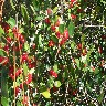 L Florida holly.JPG (296282 bytes)