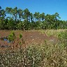 O Red algae in pond clings to gators skin making them into red dragons.JPG (269635 bytes)