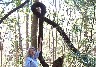 Grape vine loop.JPG (212672 bytes)