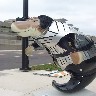 Klingon Warrior Manatee.JPG (107023 bytes)