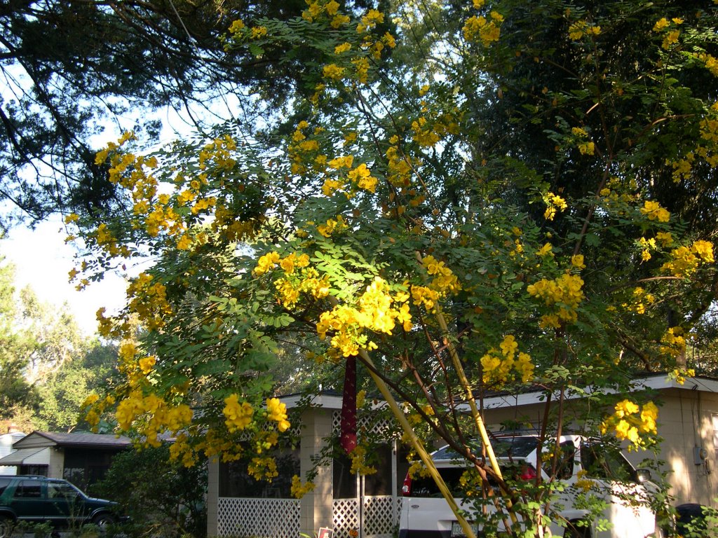 Cassia Tree Florida