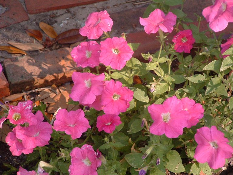 Pink petunias
