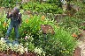Amid the flowers.JPG (1366542 bytes)