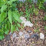 Cement alligator.JPG (1255988 bytes)