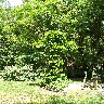 Cross with Jasmine.JPG (1841048 bytes)