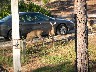 Deer at cabin door.JPG (1261491 bytes)