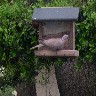 Eurasian ringednecked dove .JPG (975472 bytes)