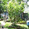 Fig Tree.JPG (1681977 bytes)
