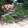 Firecracker Aloe.JPG (1291240 bytes)