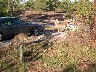 Four other deer are behind bush.JPG (1416602 bytes)