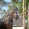 Horse at appartment entrance.JPG (1165454 bytes)