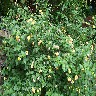 Lantana.JPG (1444894 bytes)