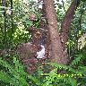 Stump.JPG (1352056 bytes)