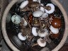 A bucket full of door knobs.JPG (1195336 bytes)