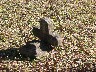 Broken Cross.jpeg (1396026 bytes)