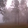 Fog in the pines.jpg (312060 bytes)
