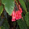 Rex Begonia.JPG (170491 bytes)