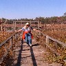 Ginny ballances on Rickety Boardwalk Rails.jpg (375355 bytes)