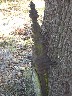 Tree Roots.jpeg (1172831 bytes)