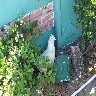 Hidden Chicken.jpg (253996 bytes)