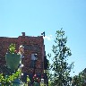 Weather Vane.jpg (174112 bytes)