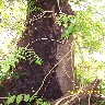 Wisteria.JPG (1197886 bytes)